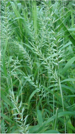 Grass - Bottlebrush (Elymus hystrix)